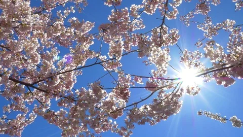 Cherry blossom with sunshine Video stock 104120972