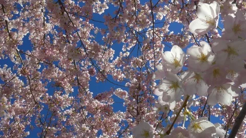 Cherry blossom with sunshine Stock Footage 104121004