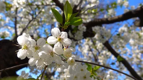 Cherry Blossom Swaying In Light Wind. White Spring Flowers, Blooming Branch. Stock Footage 129727874