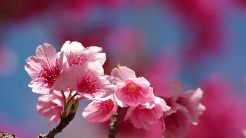 Cherry blossom swaying in wind close up. Stock Footage 147111024