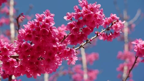 Cherry blossom swaying in wind close up. Stock Footage 147111249
