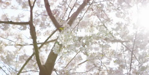 Cherry Blossom swinging at a low angle Video stock 64011239