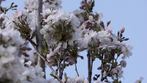 Cherry Blossom swinging in the Wind Stock Footage 128800545