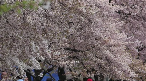 CHERRY BLOSSOM TIDAL BASIN TREE Stock Footage 953261