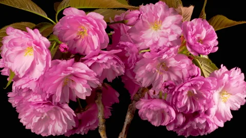Cherry Blossom. Time Lapse of Beautiful Opening Pink Sakura Flowers Bunch. Vidéo 154802291