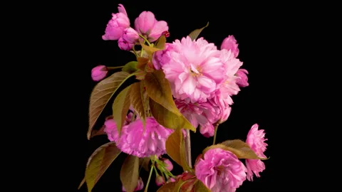 Cherry Blossom. Time Lapse of Beautiful Opening Pink Sakura Flowers Bunch. 库存影片 156615779