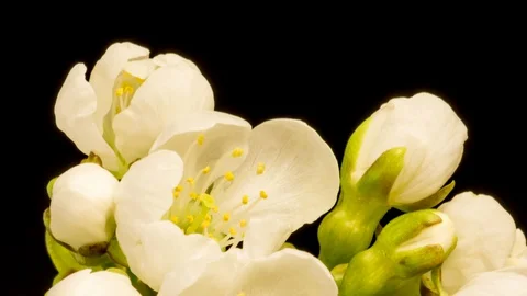 Cherry blossom time lapse Stockbeeldmateriaal 127790350