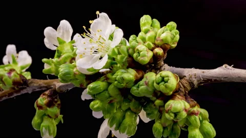 Cherry blossom time lapse Stock Footage 133080909