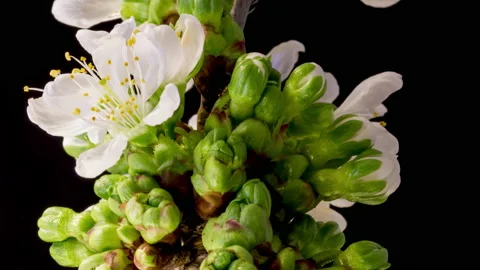 Cherry blossom time lapse Stock Footage 133081340