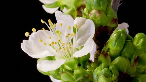 Cherry blossom time lapse Stock Footage 133081407