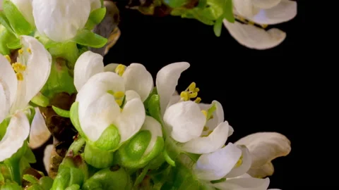 Cherry blossom time lapse Видео 133081478