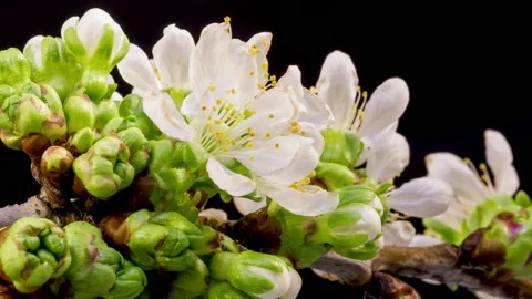 Cherry blossom time lapse Stock Footage 133081682