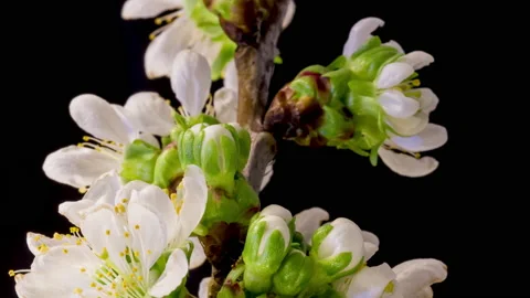 Cherry blossom time lapse Stockbeeldmateriaal 133081986