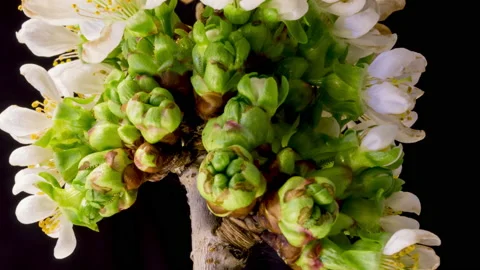 Cherry blossom time lapse Stock Footage 133082431