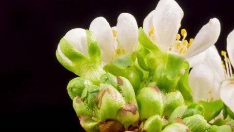 Cherry blossom time lapse Stock Footage 133082524