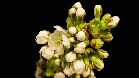Cherry blossom time lapse Stock Footage 133082845