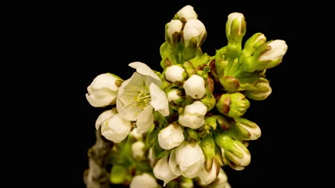 Cherry blossom time lapse Stock Footage 133083540