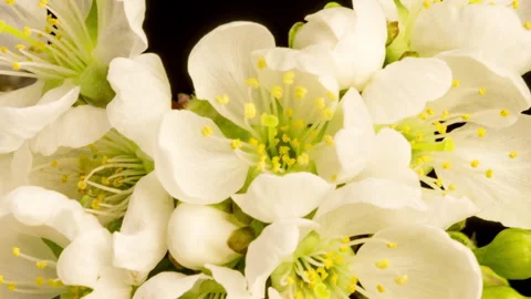 Cherry blossom time lapse Video stock 133083700