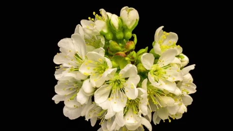 Cherry blossom time lapse Video stock 137460921