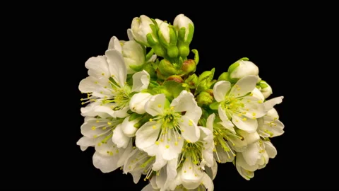 Cherry blossom time lapse Stock Footage 137462041