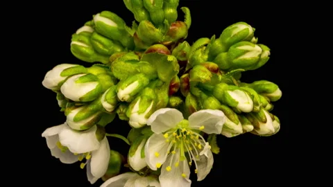 Cherry blossom time lapse Stock Footage 137462745