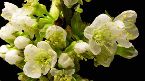 Cherry blossom time lapse Stock Footage 137463551