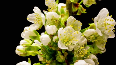 Cherry blossom time lapse Stock Footage 137464173