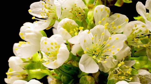Cherry blossom time lapse Stock Footage 137464640