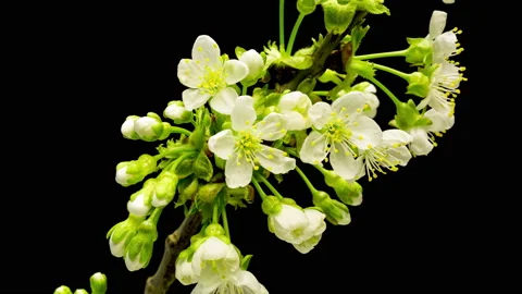Cherry blossom time lapse Stock Footage 137464991