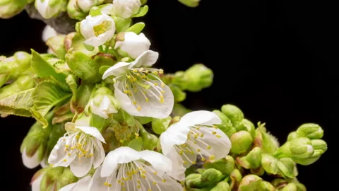 Cherry blossom time lapse Stockbeeldmateriaal 137467562