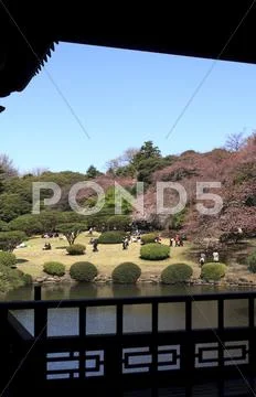Cherry blossom time Stock Photos