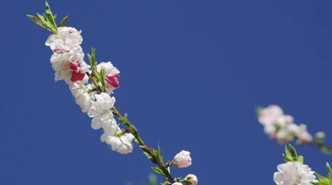 Cherry Blossom Time in Tokyo in 4k Stock Footage 60982467