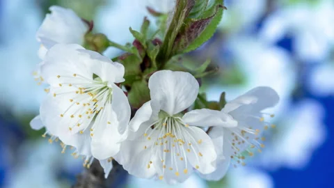 Cherry Blossom Timelapse on blue Stock Footage 130366516