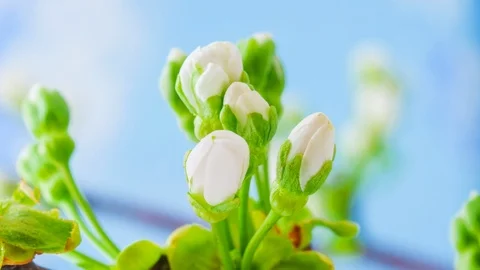 Cherry Blossom Timelapse Stock Footage 125317049