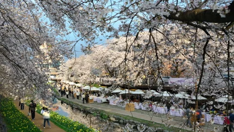 Cherry Blossom Timelapse Vidéo 332907464