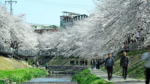 Cherry Blossom Timelapse Video stock 332908473