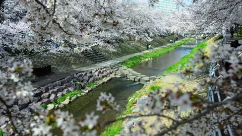 Cherry Blossom Timelapse Vidéo 332908585