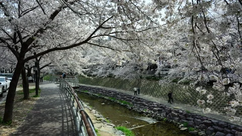 Cherry Blossom Timelapse Vidéo 332908693