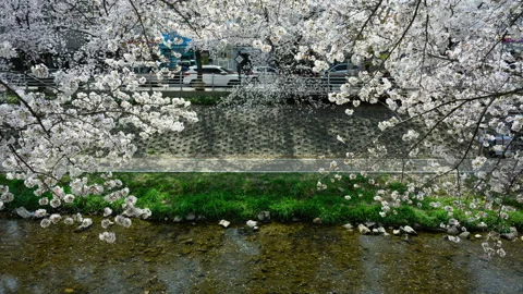 Cherry Blossom Timelapse Vidéo 332909037