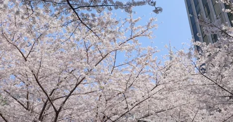 The Cherry Blossom in Tokyo Stock Footage 157968319