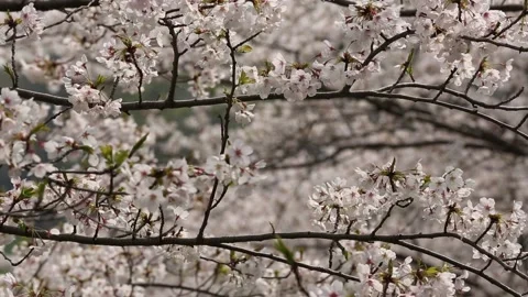 Cherry Blossom in Tokyo Stock Footage 203780048