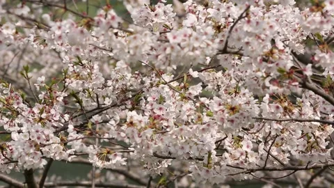 Cherry Blossom in Tokyo Stock Footage 203780085