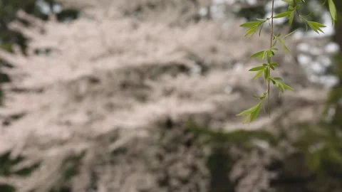 Cherry Blossom in Tokyo Stock Footage 203781313