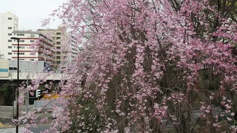Cherry Blossom in Tokyo Stock Footage 203791964