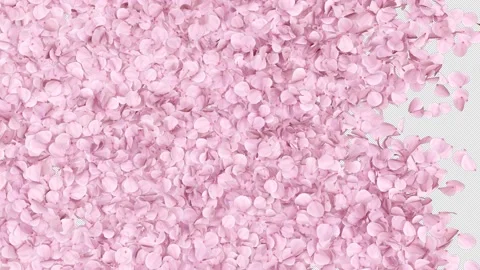 Cherry Blossom Transition with alpha channel Stock Footage 221397553