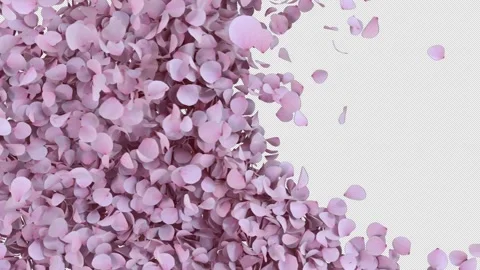 Cherry Blossom Transition on Alpha Stock Footage 255110411
