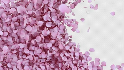 Cherry Blossom Transition on Alpha Stock Footage 259607249