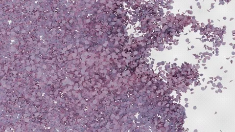 Cherry Blossom Transition on Alpha Stock Footage 310732391