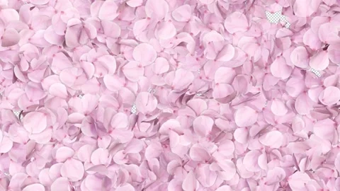 Cherry Blossom Transition Stock Footage 224431597