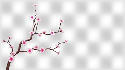 Cherry Blossom On Transparent Background  Stock Footage 150211685